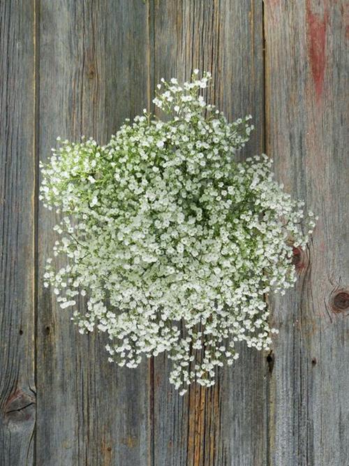 MILLION STARS  WHITE GYPSOPHILA